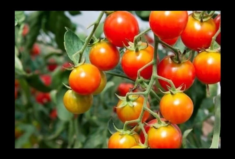 CHADWICK CHERRY Tomato Seeds Organically Grown Unique Creek Homestead Gardens