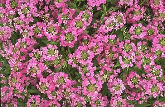 Alyssum Easter Bonnet Deep Pink 2,500 seeds