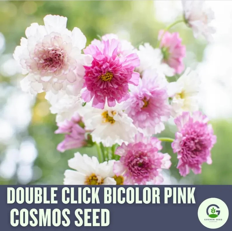 Cosmos Flower Seed Collection – 5 Vibrant Varieties, Heirloom, Pollinator-Friend
