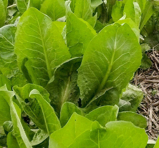 African Cabbage Seeds | USA Cover Crop Ethiopian Green Lettuce Mustard Seed 2024