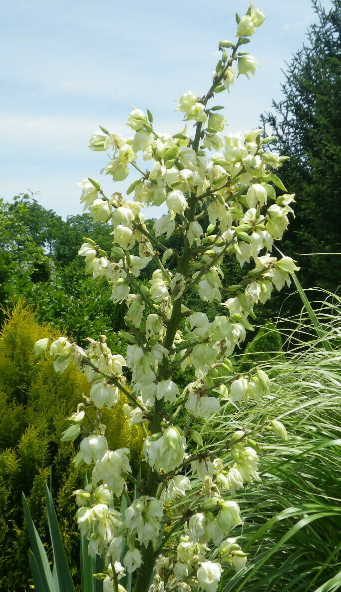 White Yucca Seeds – 25 Seeds. White Flower stem 5-6 ft. Blooms Mid-Summer.