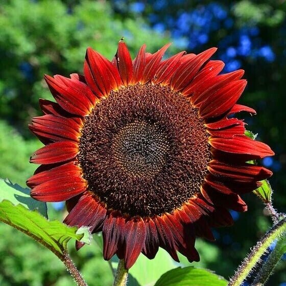 50+ RED SUN SUNFLOWER SEEDS ————– RARE —————– HEIRLOOM