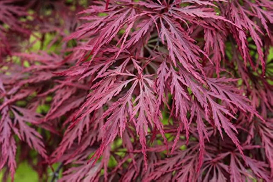 Japanese Maple Seeds (RED LACELEAF) [Acer palmatum dissectum atropurpureum]