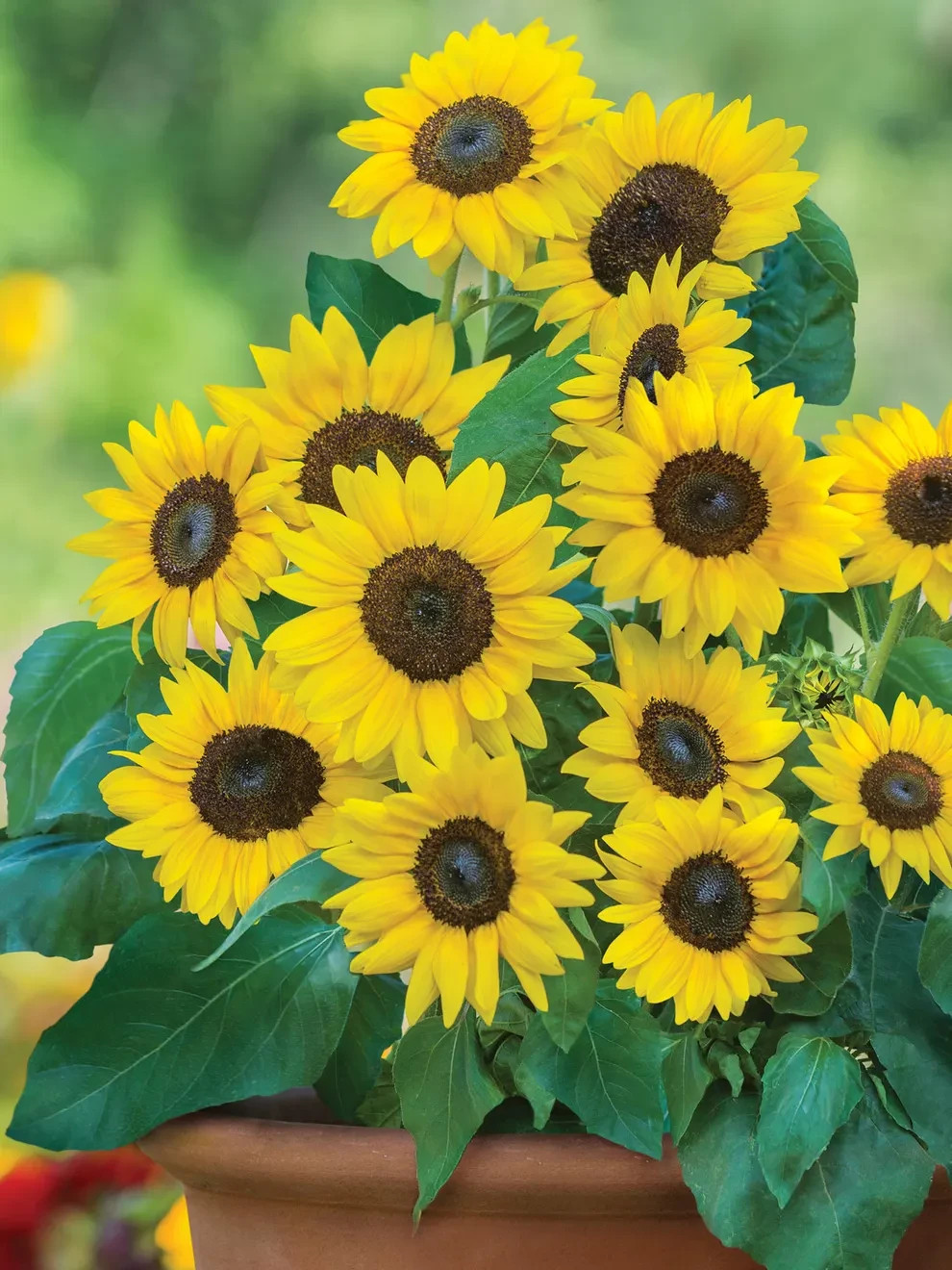 SEEDS – Sunray Sunflowers, Patio Containers or Beds, Borders