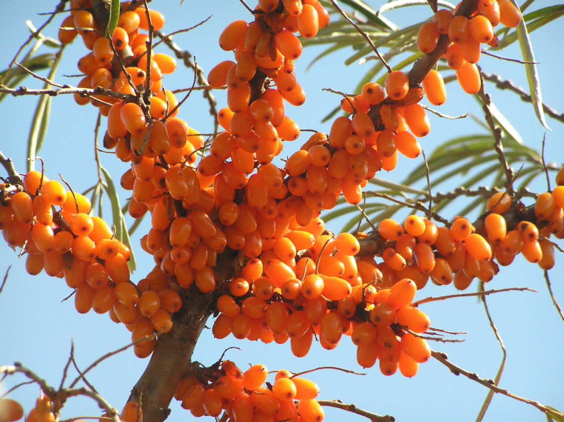 Sea Buckthorn Seeds – Hippophae rhamnoides – 25/100/500 Seeds – Seaberry Shrub