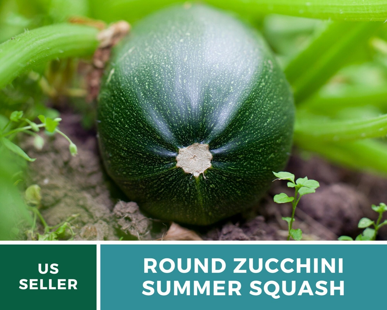Squash, Zucchini Round Summer – 25 Seeds – Heirloom – GMO Free (Cucurbita pepo)