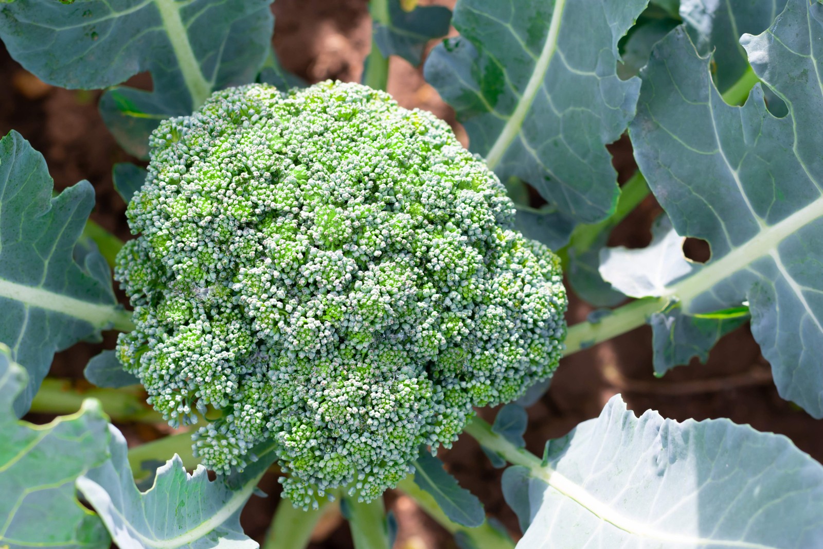 1000 Organic DE CICCO BROCCOLI Di Cicco Brassica Oleracea Vegetable Seeds