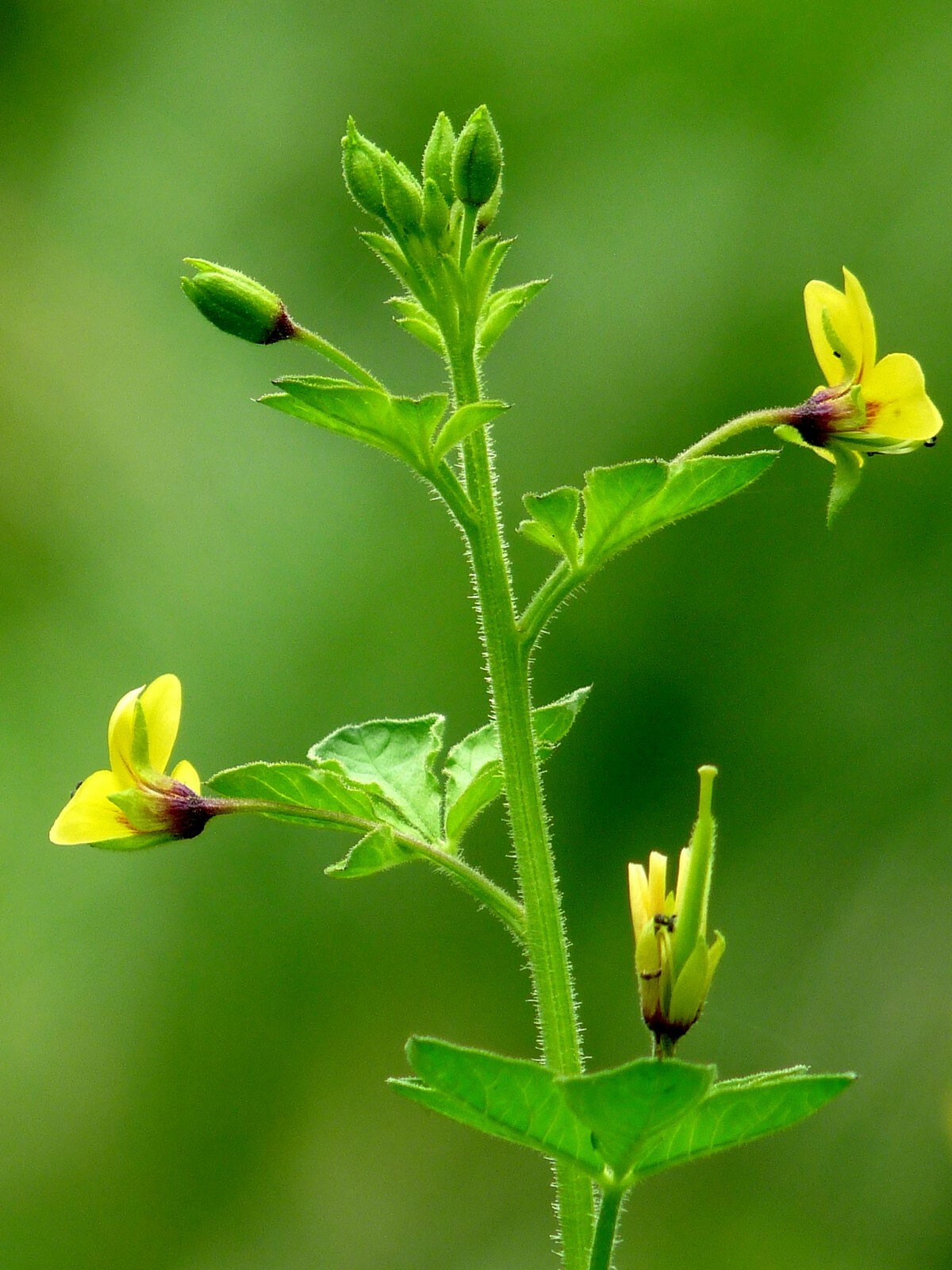 Cleome viscosa | Tickweed | Asian Spiderflower | Jazmin de Rio | 10_Seeds