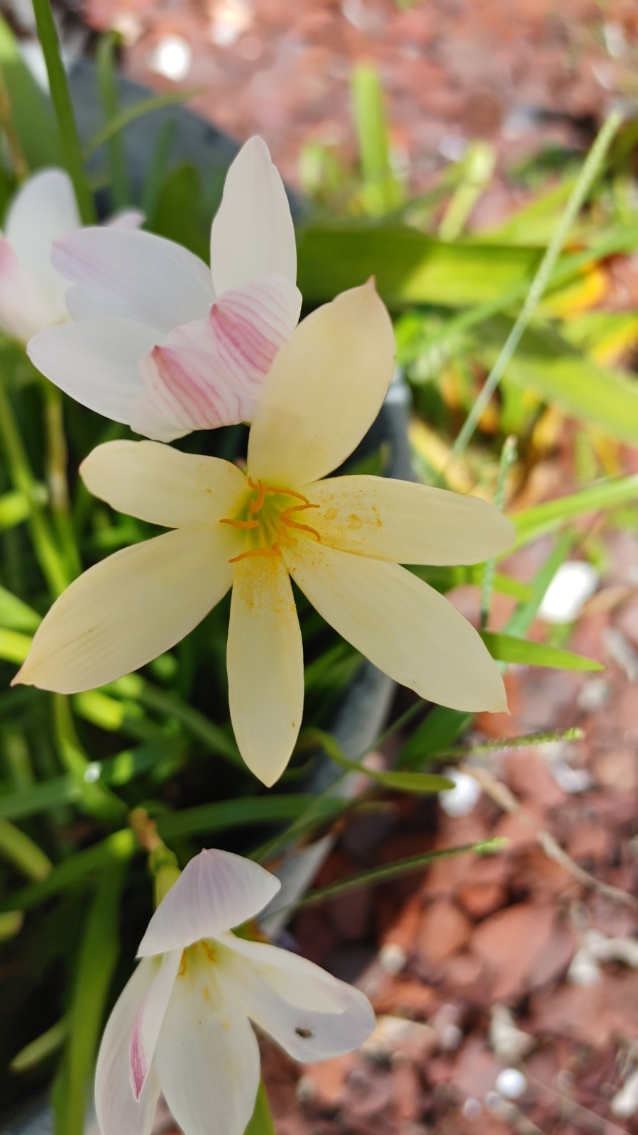 Rain Lily, Zephyranthes Pink, White, Yellow, Bulb or seed to chose from.
