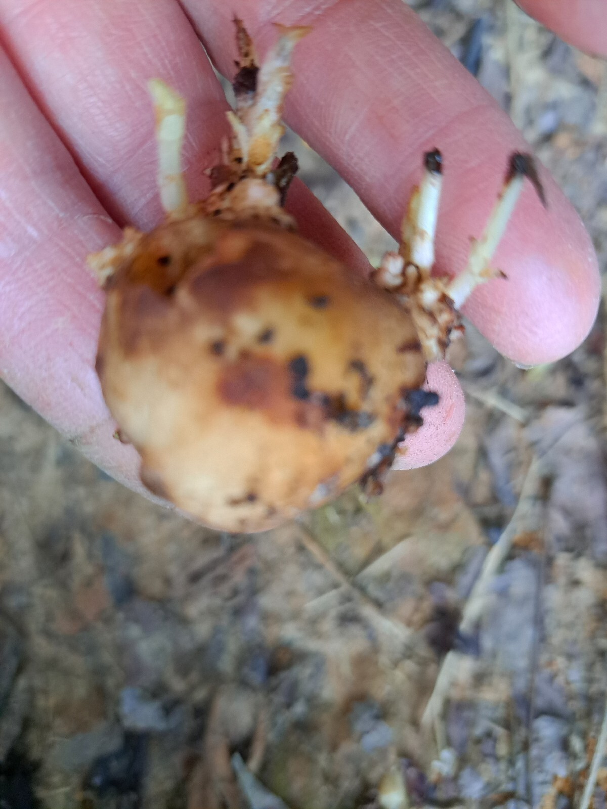 Jerusalem artichoke / sunroot, sunchoke, earth apple Bare root Plants clump
