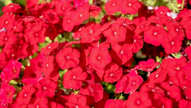 200 RED DRUMMOND PHLOX SEEDS | 2026 SALE FREE SHIPPING NON GMO