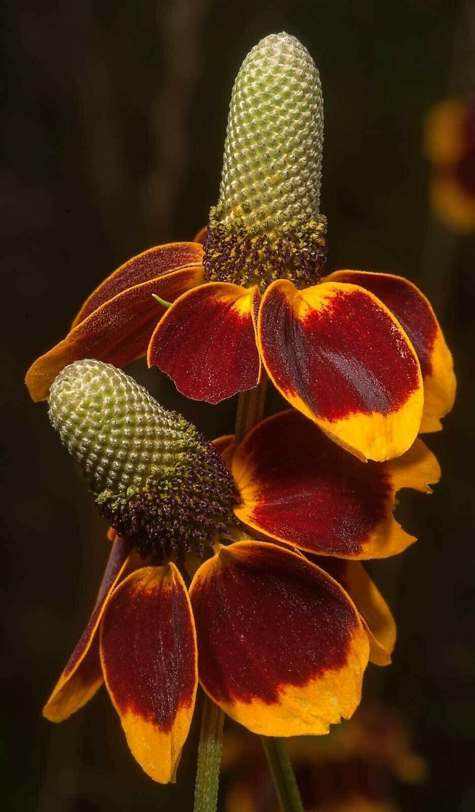 Ratibida columnifera | Mexican Hats | 500_Seeds