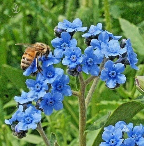 Buy Chinese ForgetMeNot Seeds – 1 Oz Pack 6000 Seeds for Your Garden