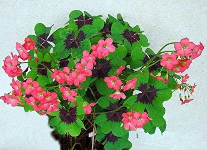 -Round Green: 10 Iron Cross Shamrock Bulbs for Easy Indoor/Outdoor Growth