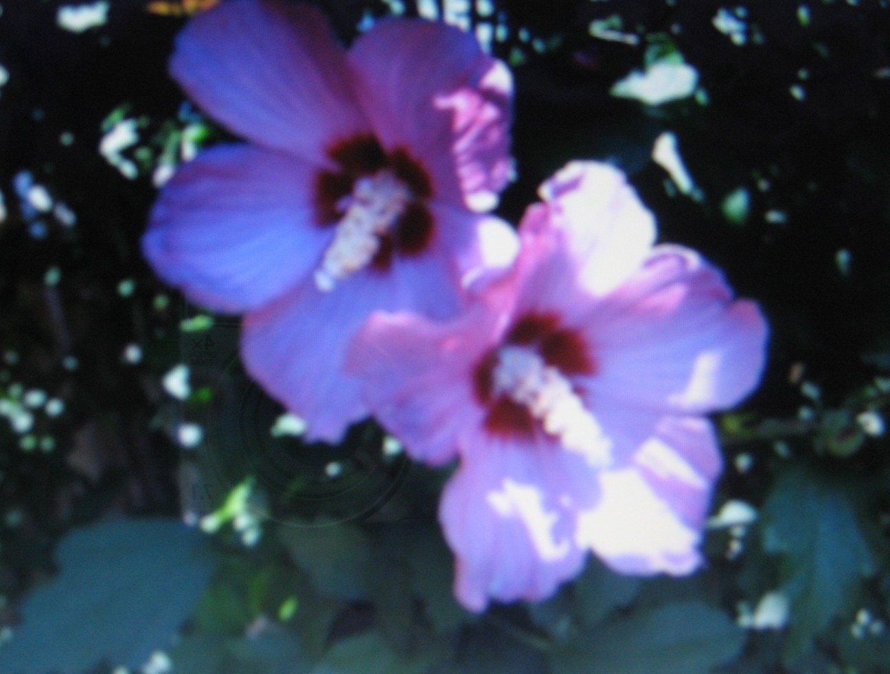 ROSE OF SHARON SEEDS * SHOWY * 5 SEEDS *
