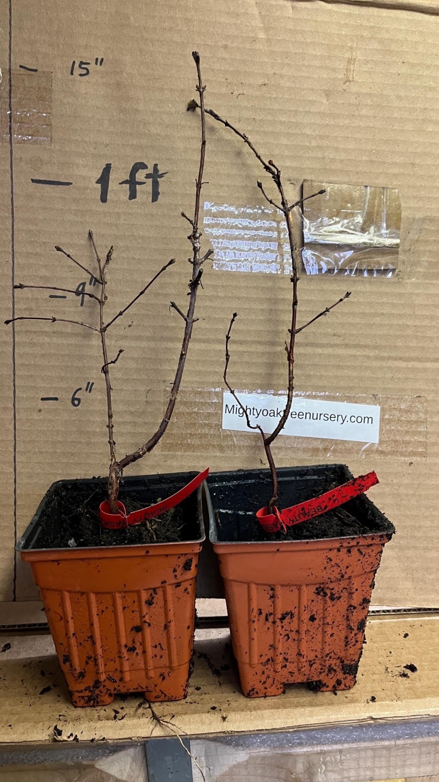 Set of 2 plants – Honeyberries ‘Aurora’ & ‘Boreal Beauty’ (Lonicera caerulea)
