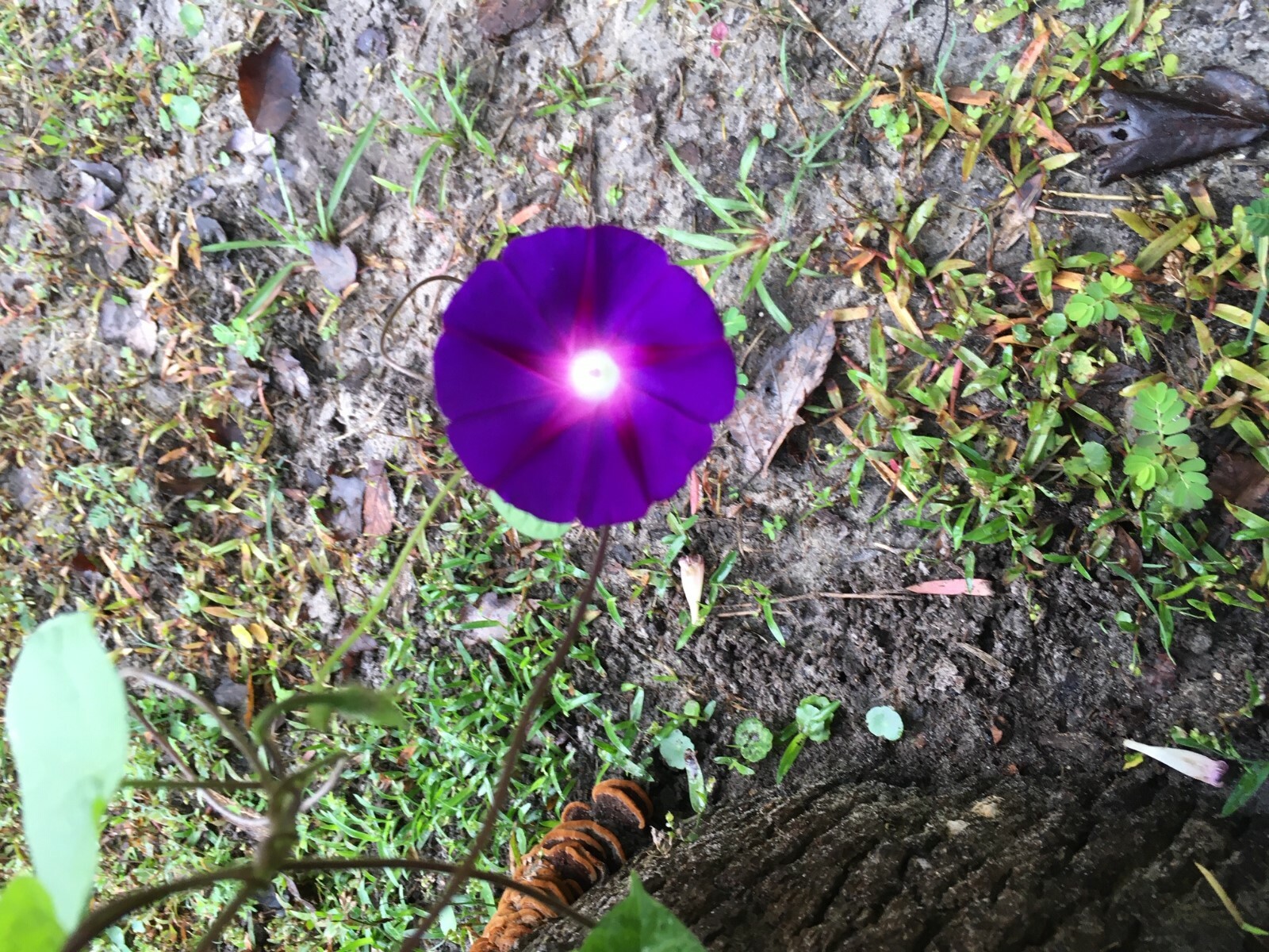 Morning Glory Royal Purple 50 Fresh Seeds Free Gift Seeds w/Every Garden Order!