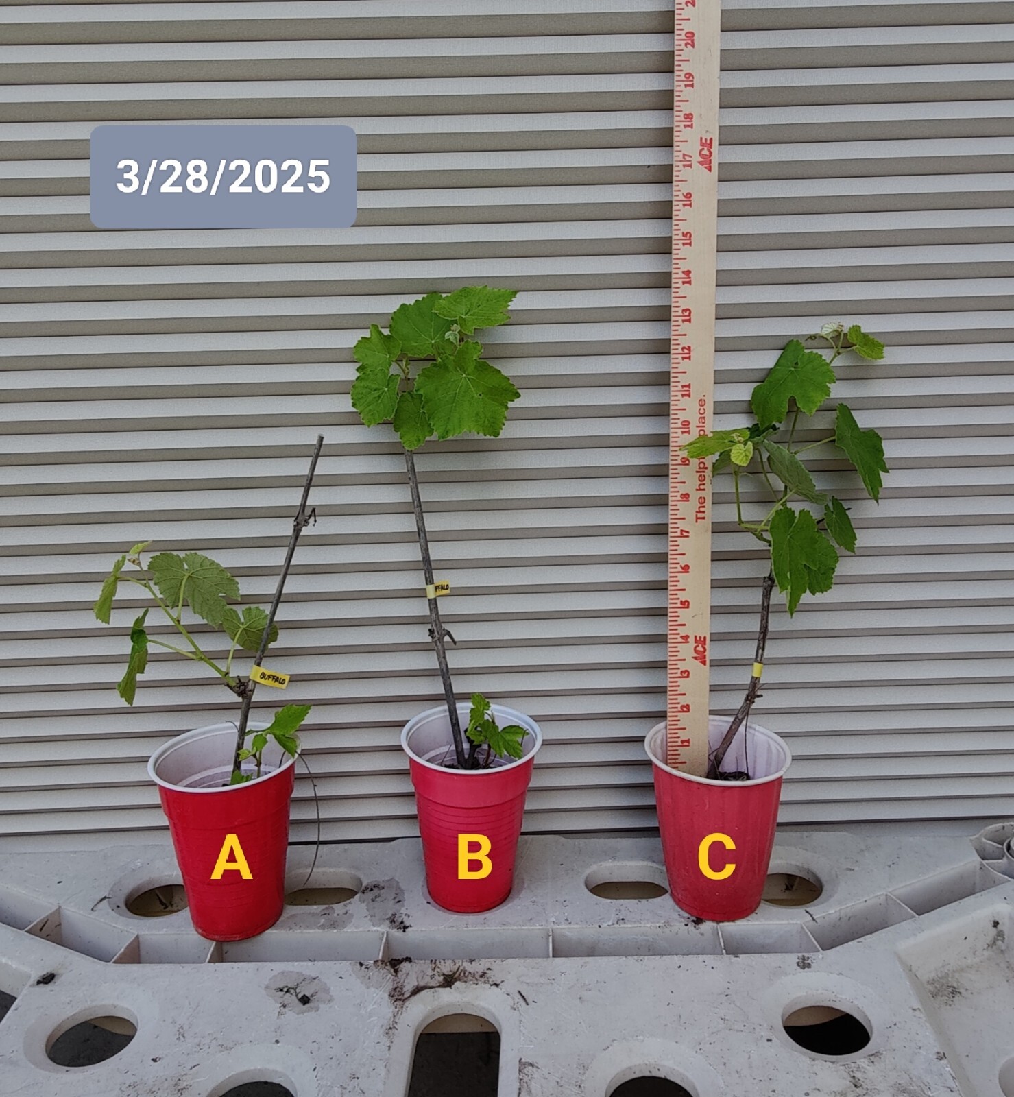 1 (One) of Live Plant of “BUFFALO” GRAPE rooted about 10-20″ tall