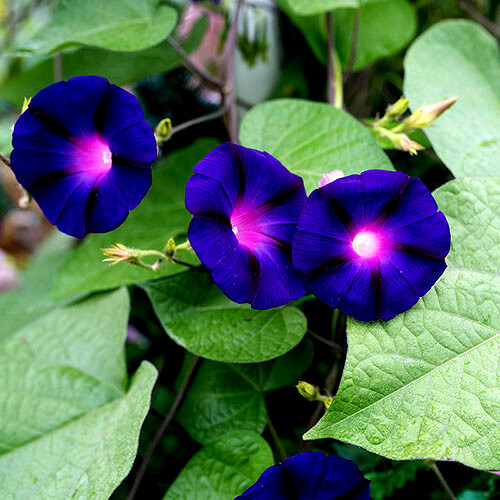 20 PURPLE MORNING GLORY FLOWER VINE SEEDS (Ipomoea purpurea) Hardy Climber Plant