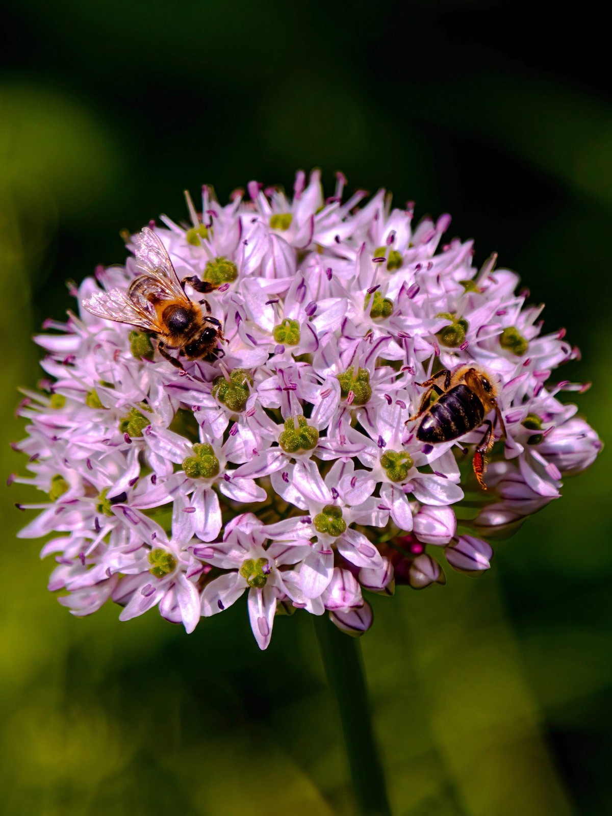 100 PRAIRIE ALLIUM Stellatum Prairie Onion Pink Flower Seeds *Combined Shipping