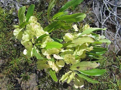 Dodonaea viscosa | Florida Hopbush | Varnish Leaf | 50 Seeds