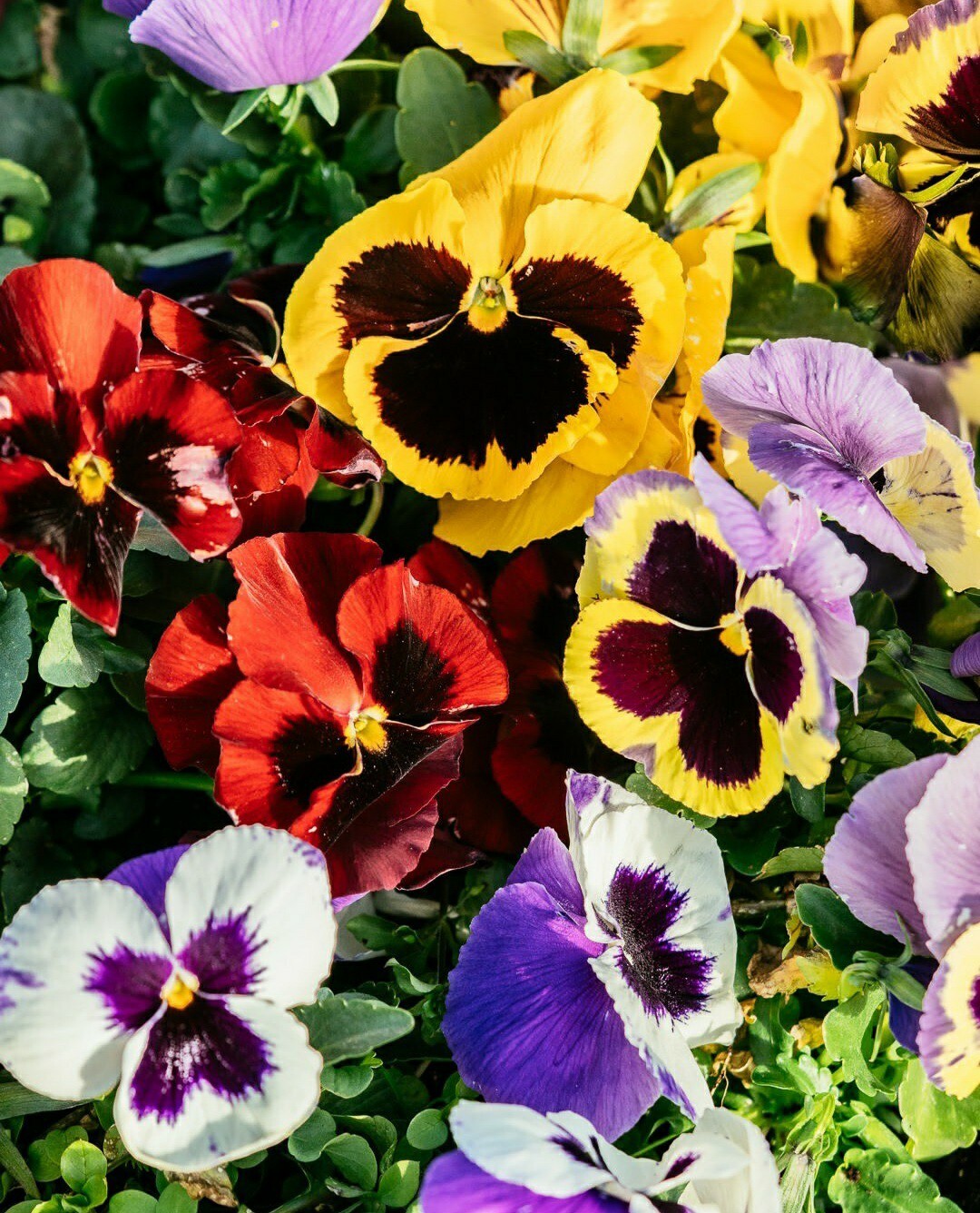 50- Pansy Seeds Flower Mix Easy Grow! Pansies