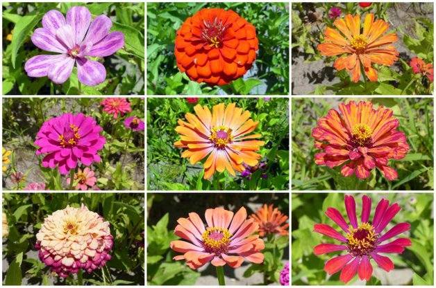 Ultimate Zinnia Flower Seed Mix, 6 Mixes in 1, Zin Master, FREE SHIPPING
