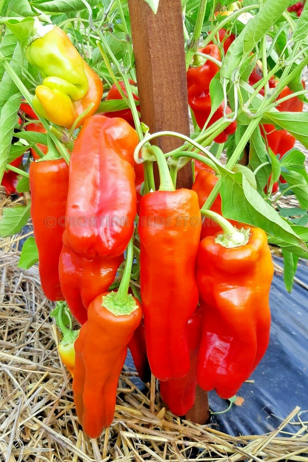 61+CUBANELLE Sweet PEPPER Seeds Organic Vegetable Garden Patio Container Easy