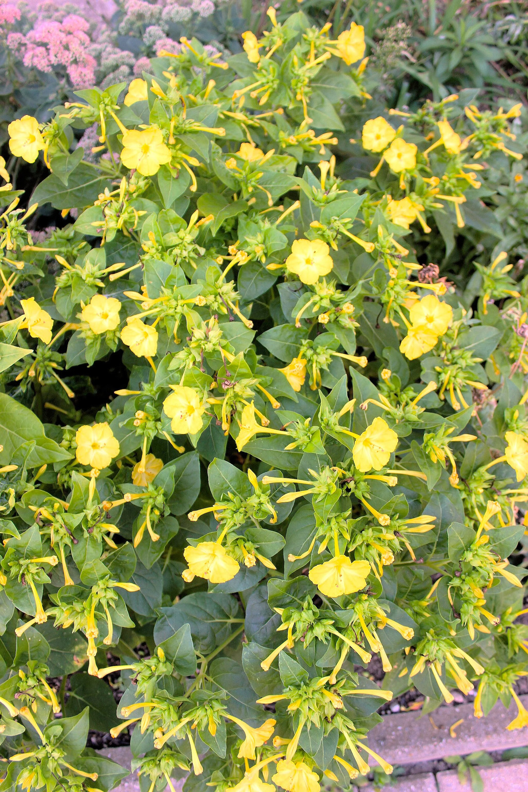 Pink And Yellow Four O’ Clock Seeds | Mirabilis Jalap Marvel of Peru Seed 2025