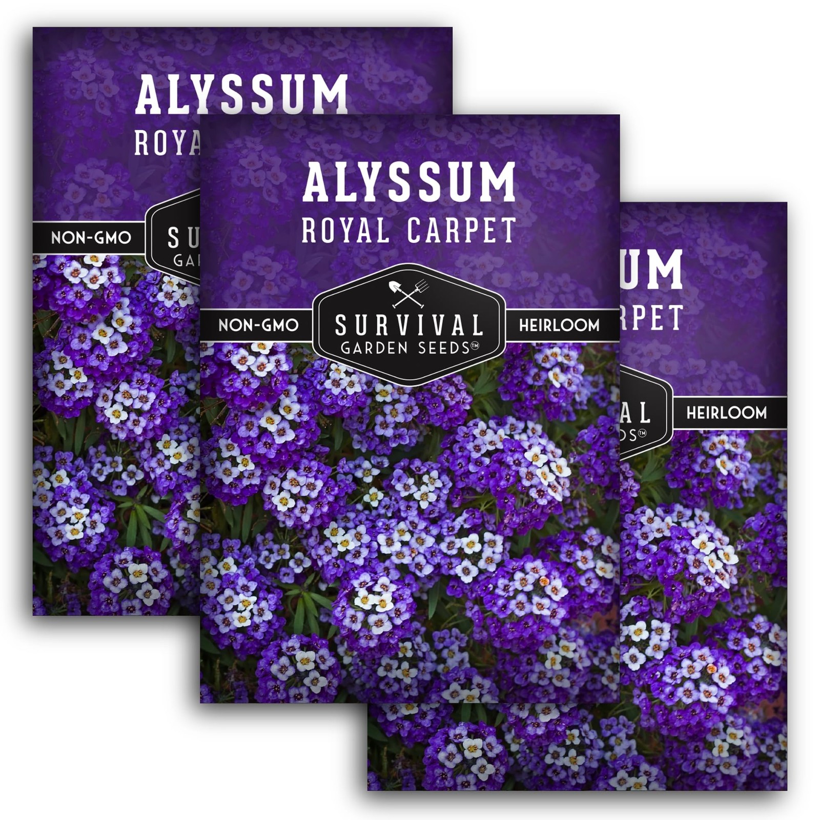 Alyssum Seeds Sweet Royal Carpet Purple Perennial Ground Cover NonGMO 3