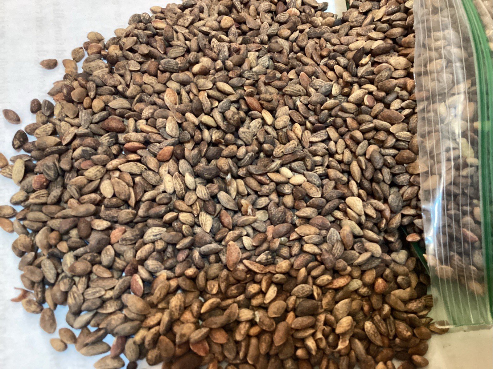 Japanese Black Pine Tree seeds (Pinus Thunbergii) ((Thunberg Pine))