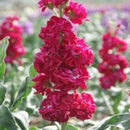 40+ EVENING SCENTED STOCK CRIMSON RED FLOWER SEEDS / HIGHLY FRAGRANT ANNUAL