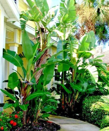 GIANT WHITE BIRD of PARADISE SEEDS (Strelitzia nicolai) Tropical Flower Plant