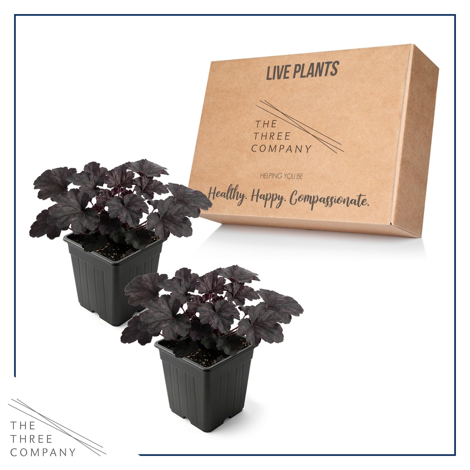 Heuchera Coral Bells 2Pack Black Olive Shade Perennial Foliage Plant 10″