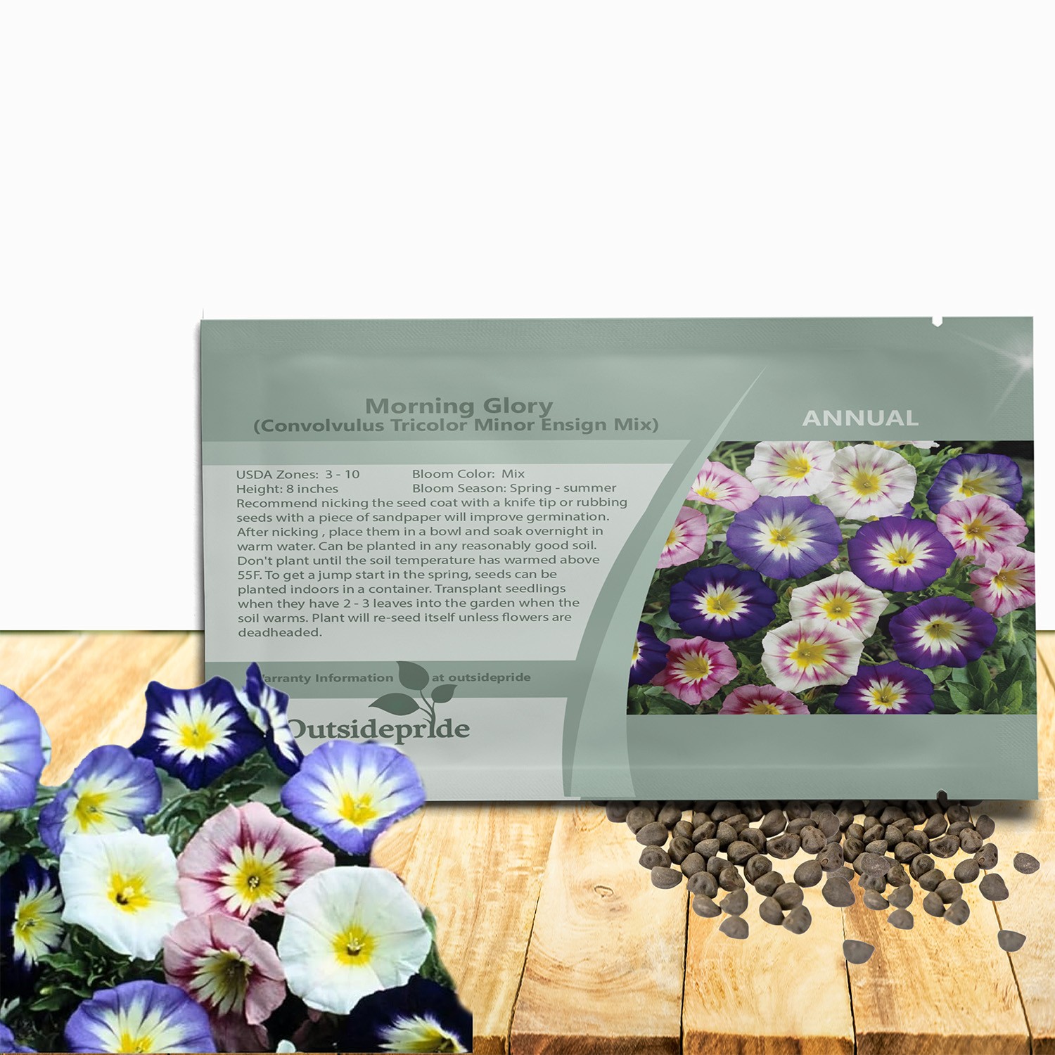 2000 Seeds Dwarf Morning Glory Seeds – Convolvulus Ensign Mix Flower Seed