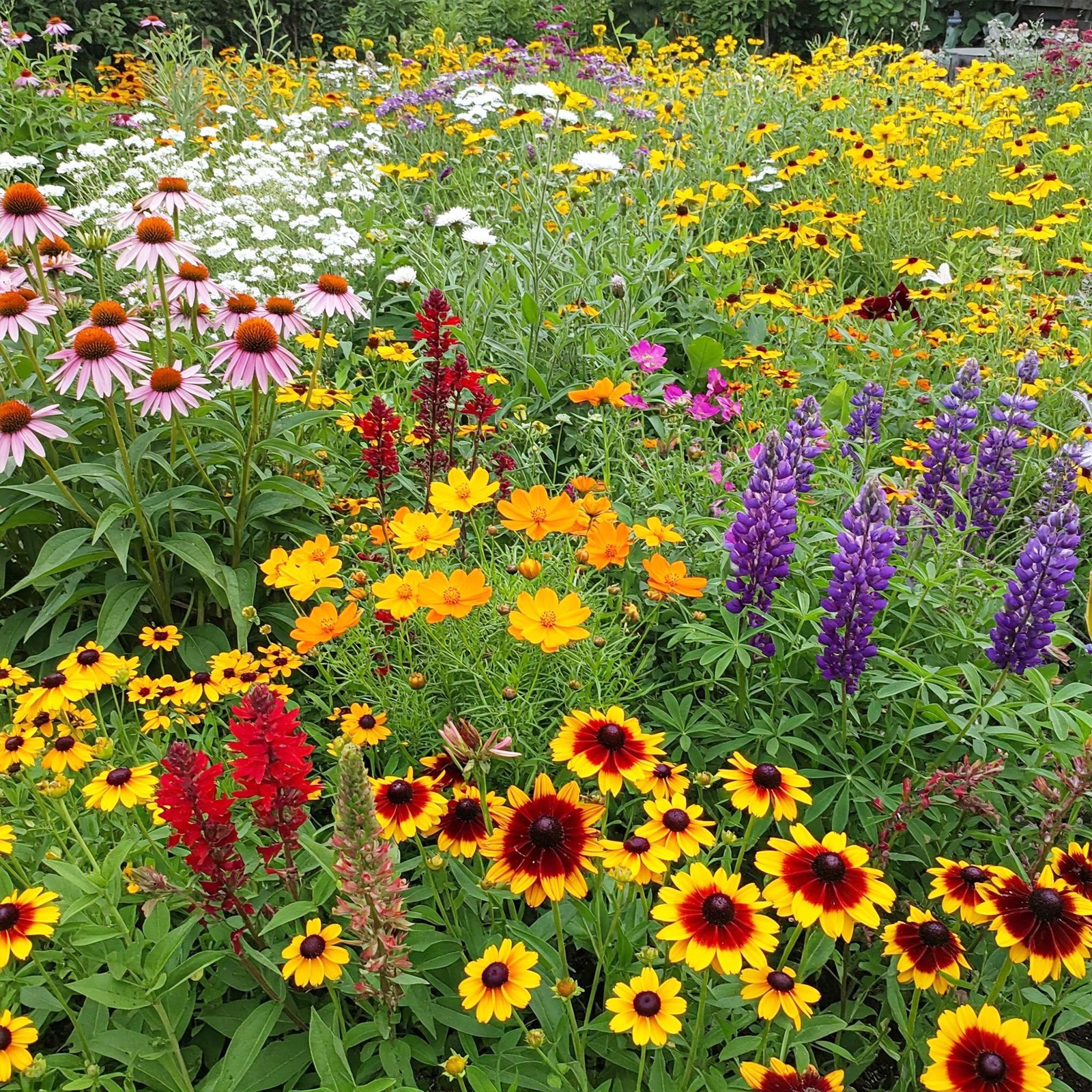 1 LB Southeast Mix Bulk Wildflower Seeds Planting Garden Meadow Outdoors