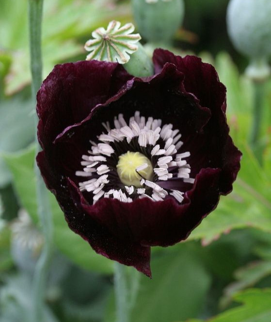 85,000 – 1 Ounce | After Midnight P. Somniferum Poppy Seeds -92% Germ Bulk Seed
