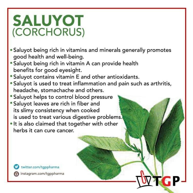 SEEDS Saluyot, Corchorus, Egyptian Spinach, Jute – 2 grams **2023 Season**