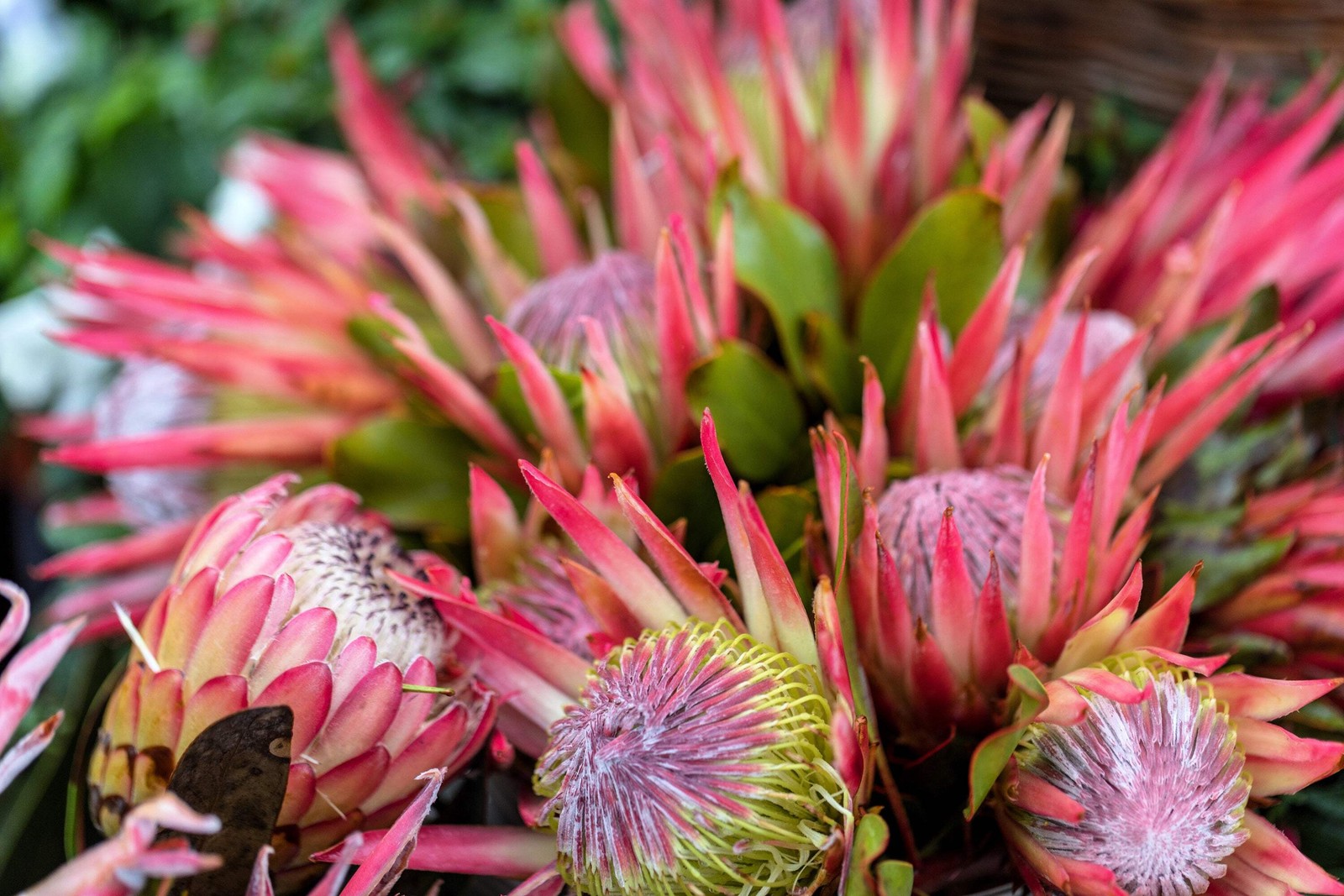 5 Giant KING PROTEA Cynaroides Sugarbush Rare 12″ Flower Seeds