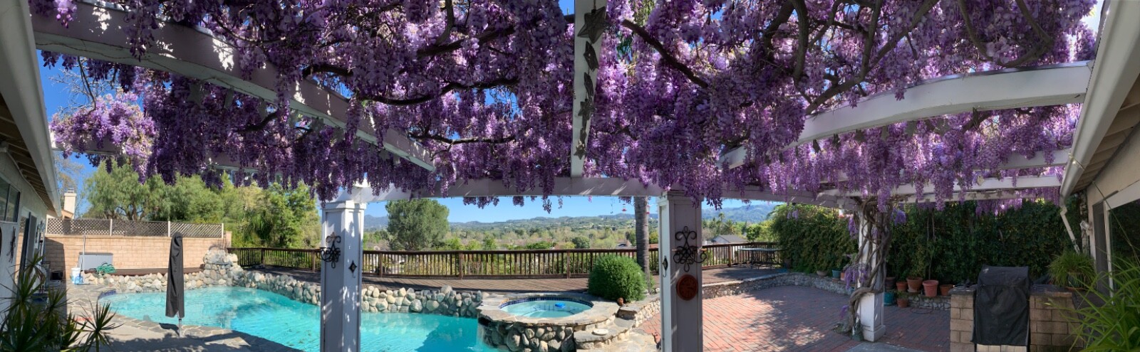 15 Purple Wisteria Seeds Vine Climbing Flower Perennial Seeds USA SELLER