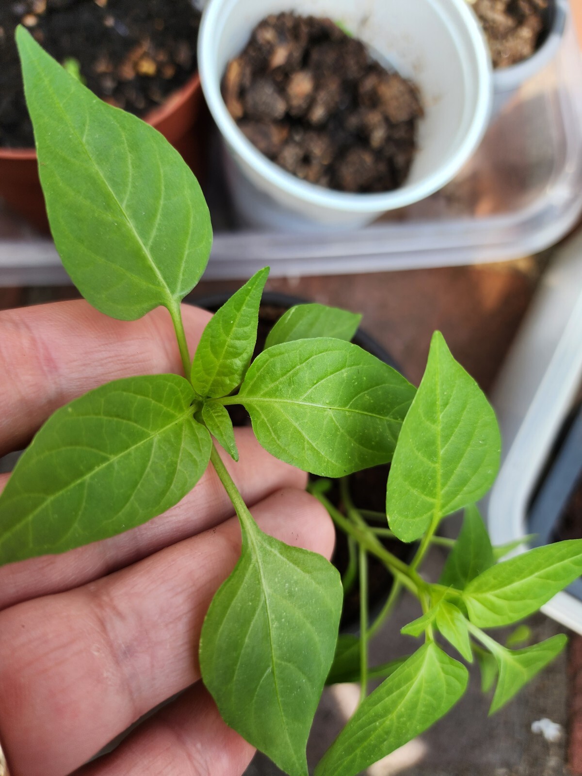 Sweet snack Pepper Organic -US Grown from my garden 20 seeds