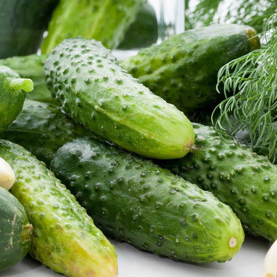 Wisconsin SMR 58 Pickling Cucumber Seeds, 30 Seeds, BUY 2 & GET 3, FREE SHIP