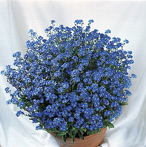 Myosotis alpestris Ultramarine 1,000 seeds