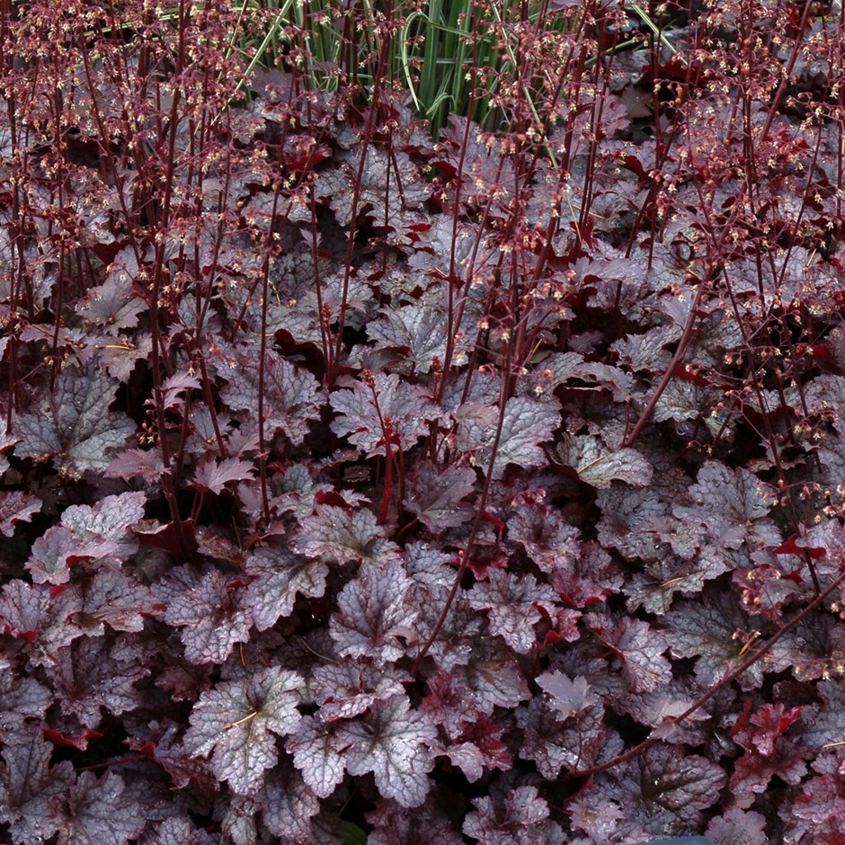 Heuchera Mixed New Varieties PURPLE SILVER & MORE Seeds