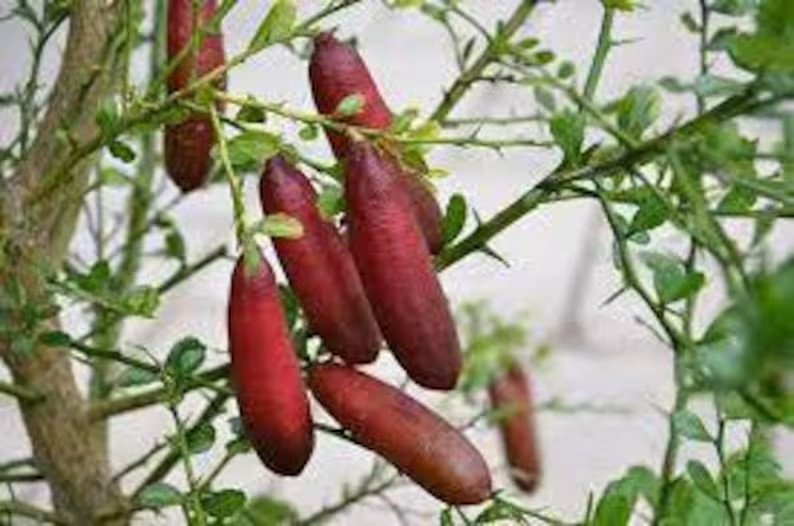 Rare Red Finger Lime – 3 cuttings , no roots