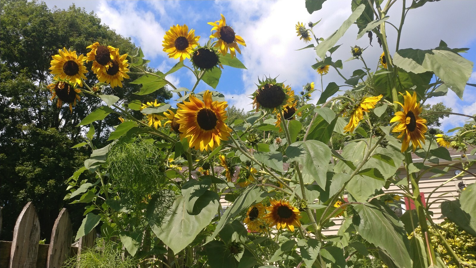 25+ Sunflower Seed 6-10′ Tall Branching Yellow Constant Bloom Organic Untreated