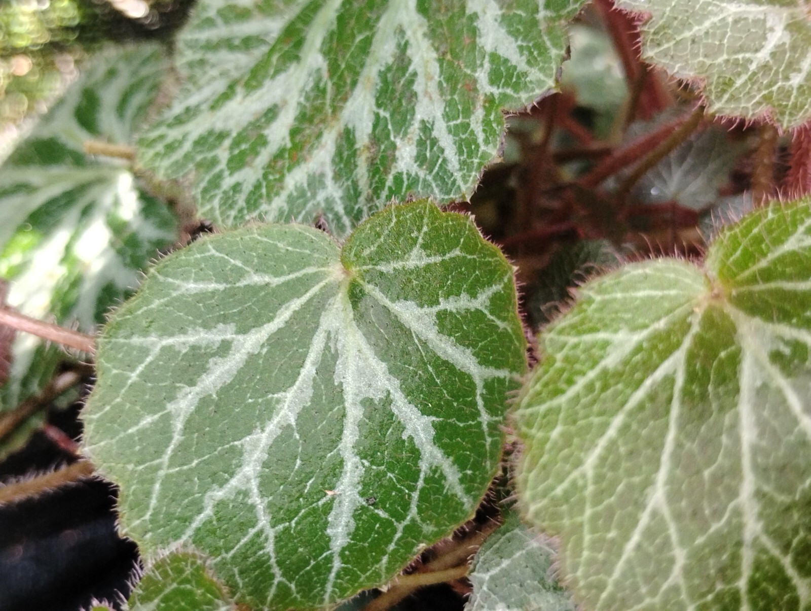 $35+ VALUE! MYSTERY PLANTS YOUR CHOICE OF HOUSEPLANTS, BEGONIAS, PEREN., OR MIX