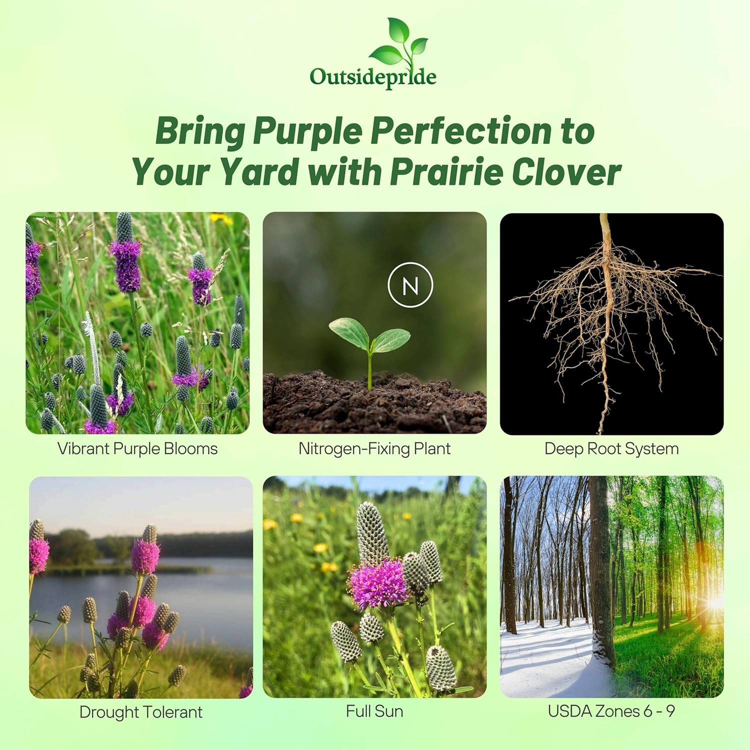1000 Seeds Dalea Purpurea Purple Prairie Clover Resistant To Heat and Drought