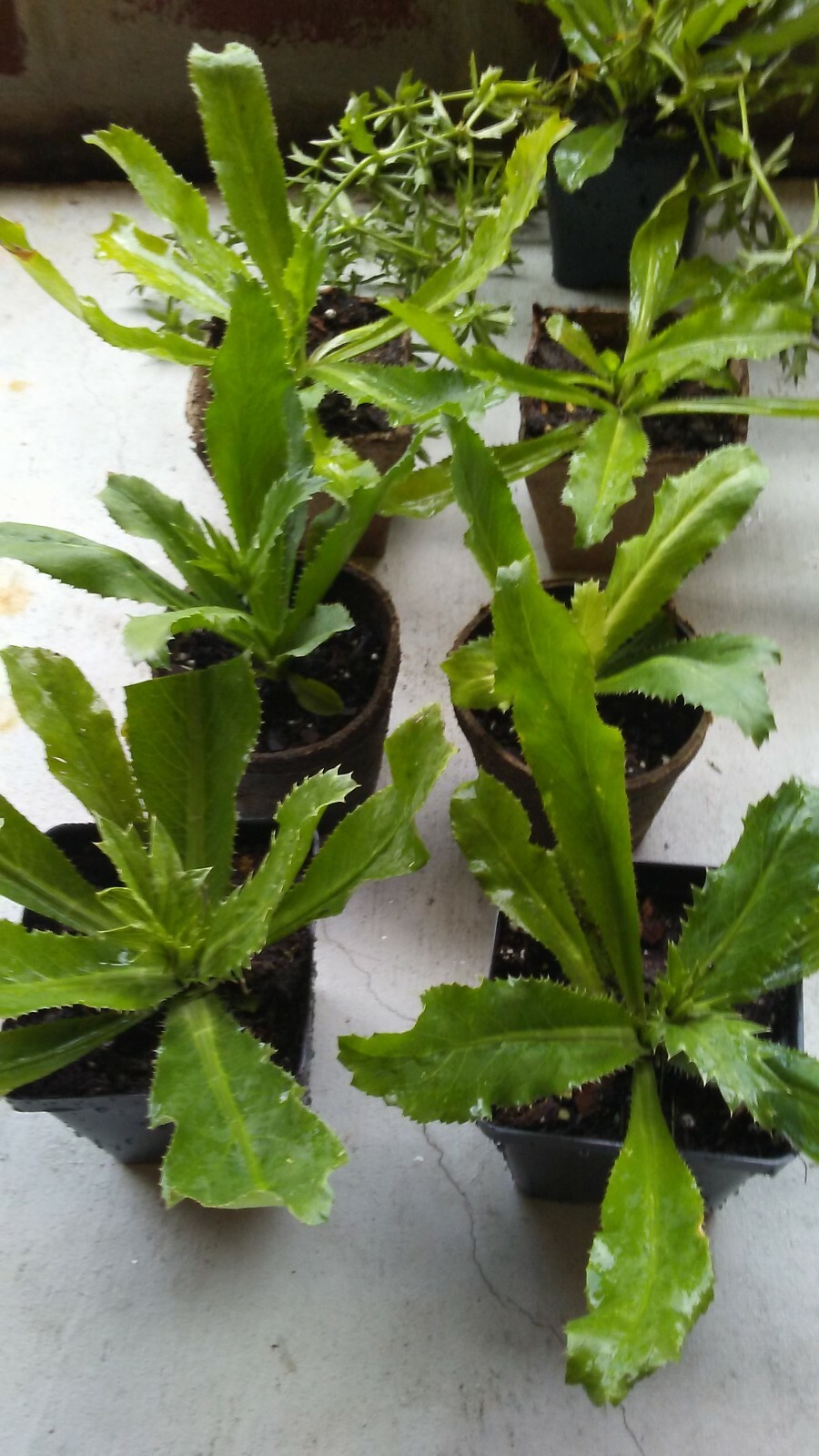 CULANTRO Seeds, Eryngium Foetidum parley, Ngo Gai , 2024 Season