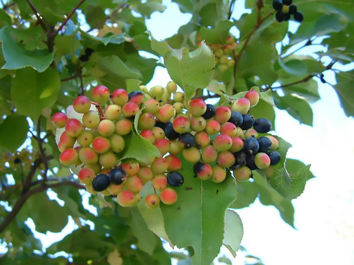Nannyberry, Viburnum lentago, Seeds